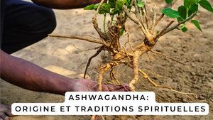 Ashwagandha: origine et traditions spirituelles