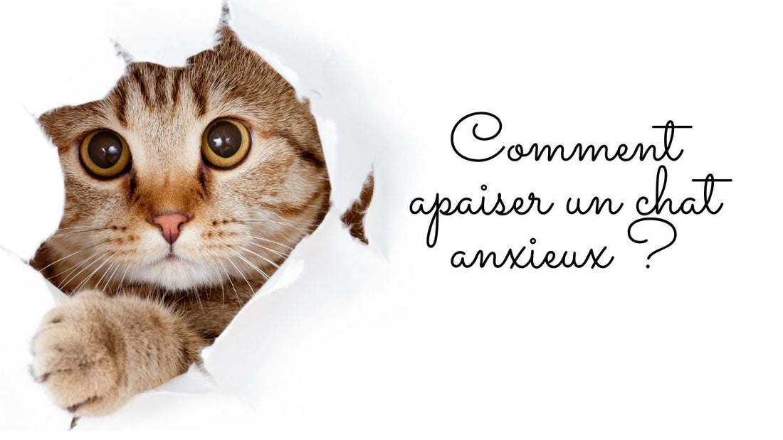 Comment apaiser un chat anxieux ?