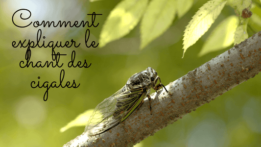 Comment expliquer le chant des cigales?
