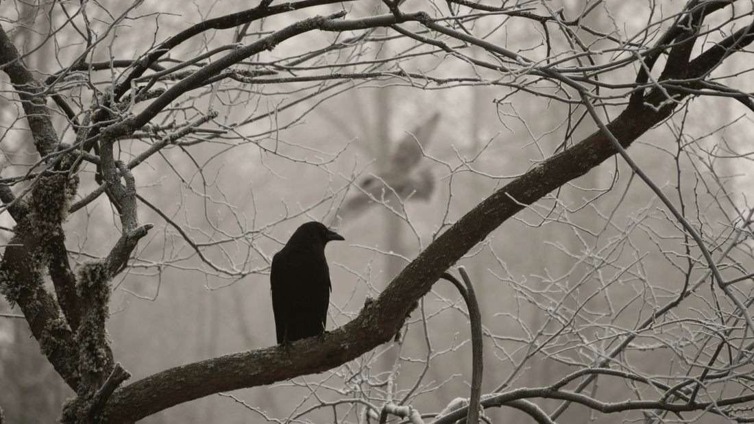 Corbeau signification spirituelle