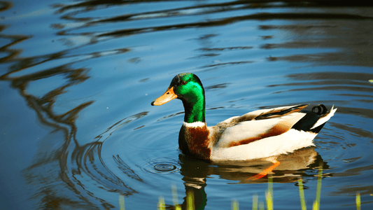Canard signification spirituelle