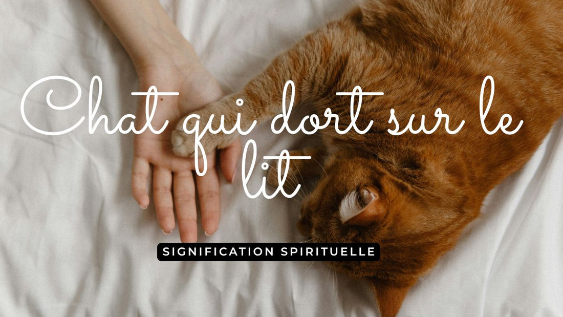 Chat qui dort sur le lit signification spirituelle