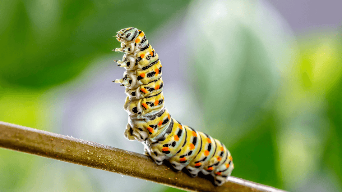 Chenille dans la maison signification