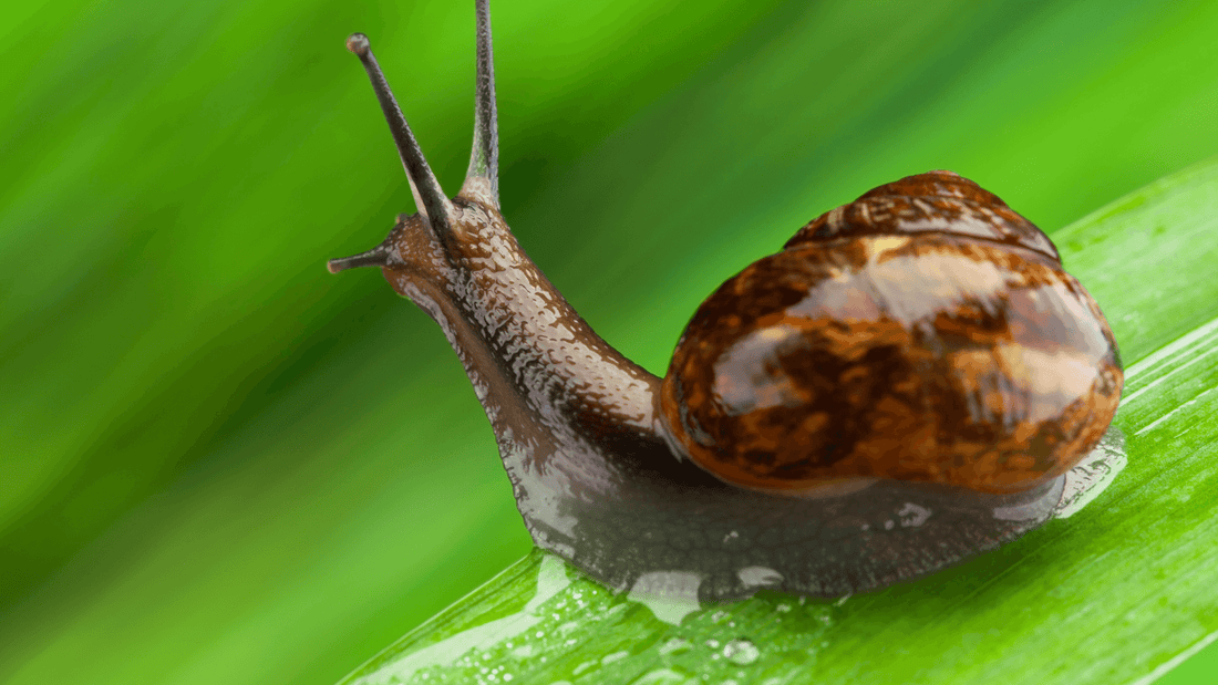 escargot signification spirituelle