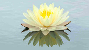 Fleur de lotus: quelle signification dans le bouddhisme?
