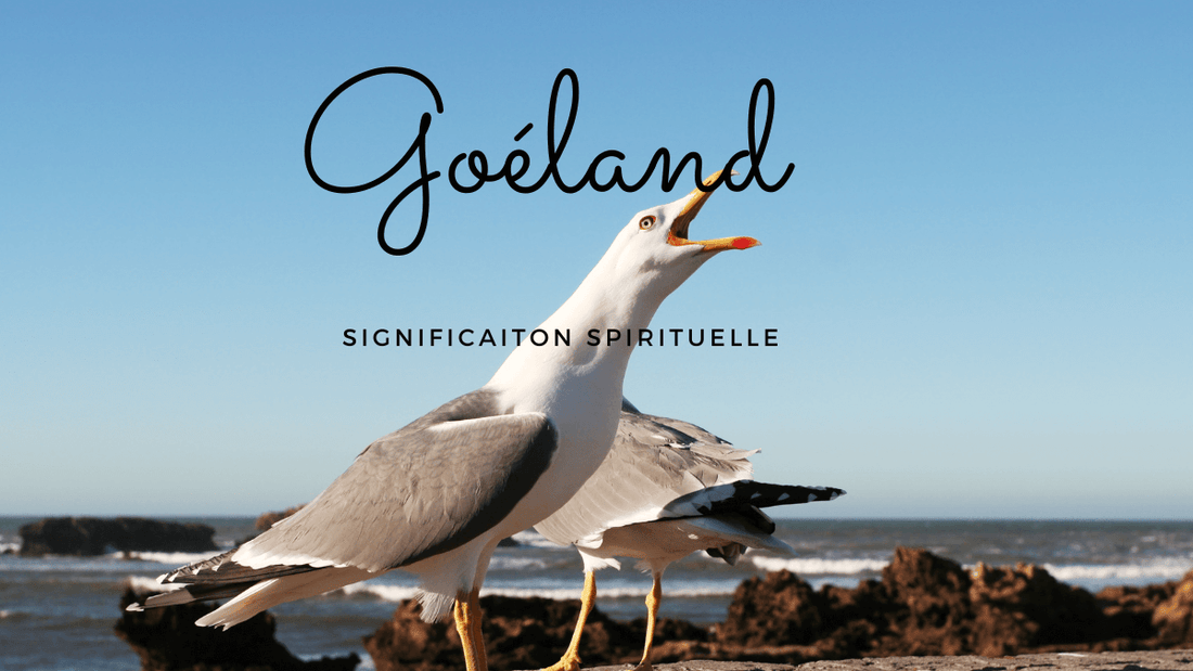 Goéland signification spirituelle