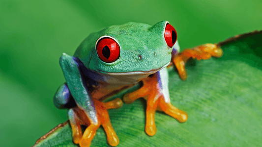 Grenouille signification spirituelle