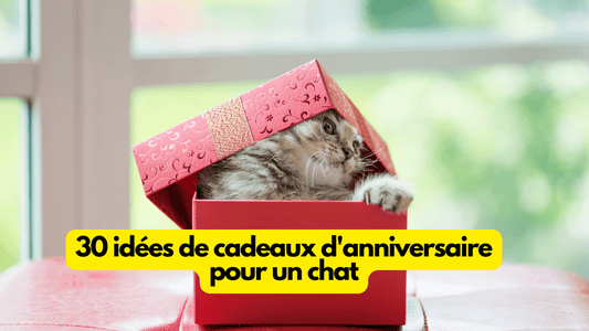 30 idées de cadeaux d'anniversaire pour un chat