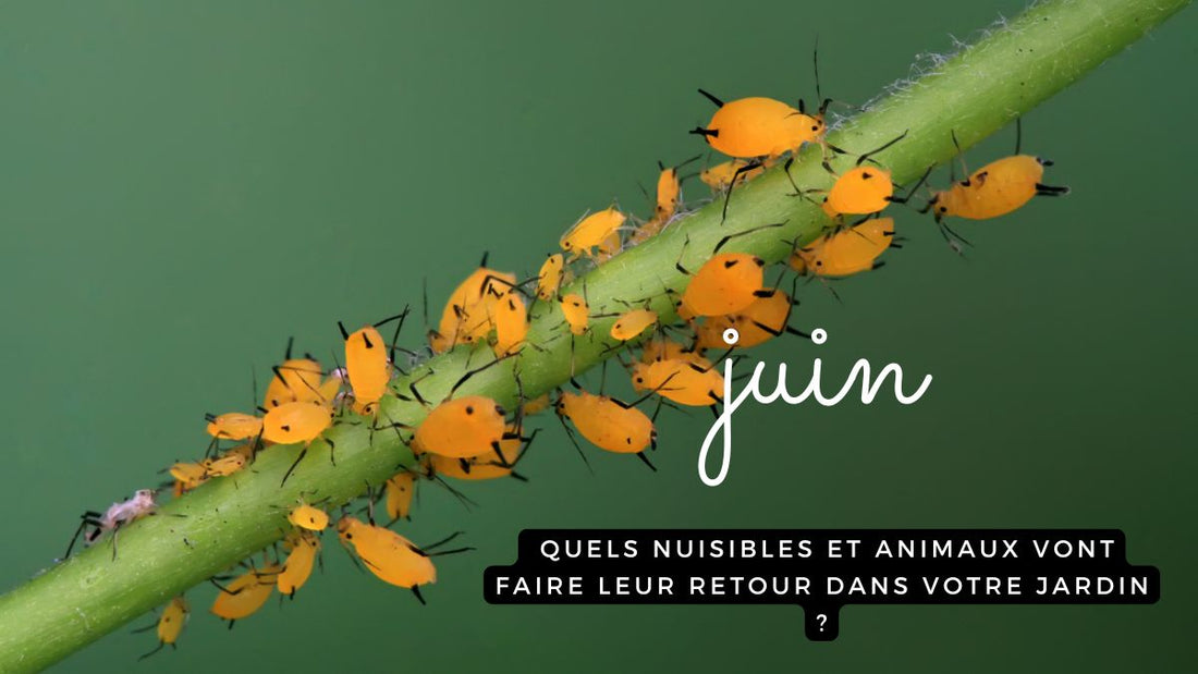 Juin: quels nuisibles et animaux vont faire leur retour dans votre jardin ?