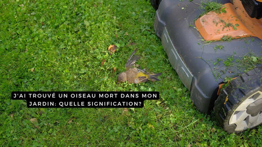 J'ai trouvé un oiseau mort dans mon jardin: quelle signification?