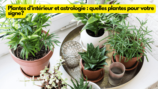 Plantes d'intérieur et astrologie : quelles plantes pour votre signe?