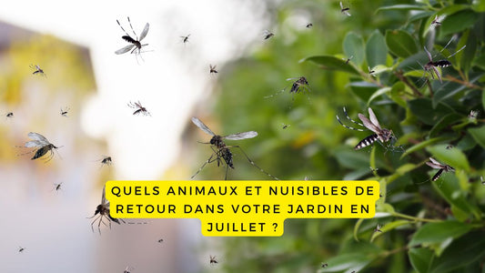 Quels animaux et nuisibles de retour dans votre jardin en juillet ?
