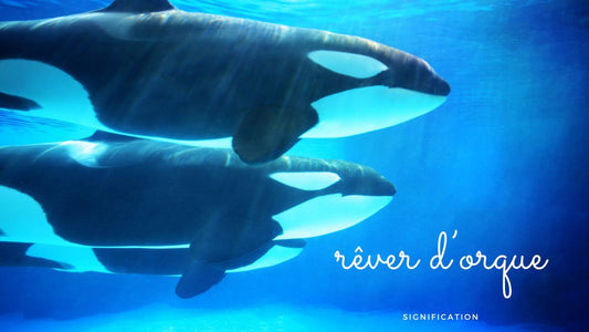 Rêver d'orque: signification et interprétation