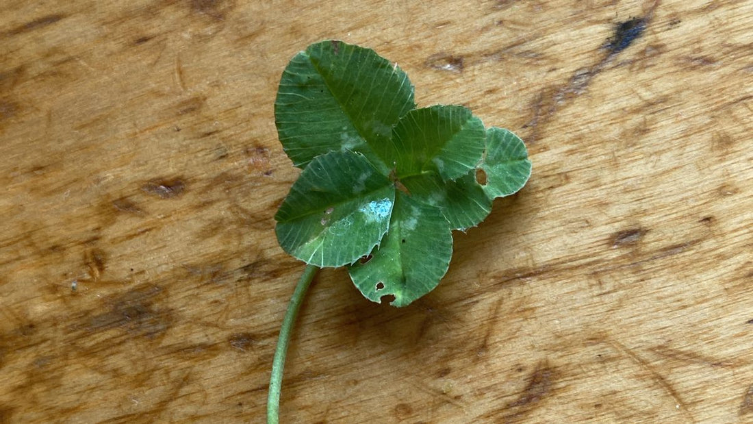 la signification spirituelle du Trèfle a 5 feuilles