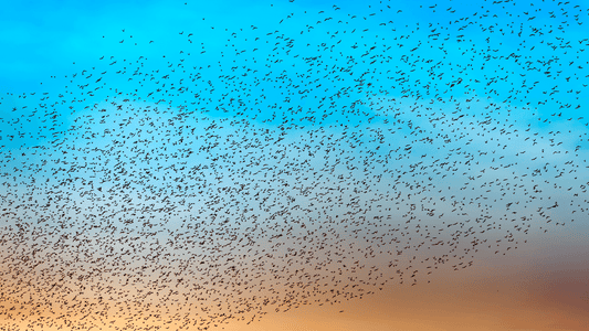 Vol d'oiseau en groupe signification spirituelle