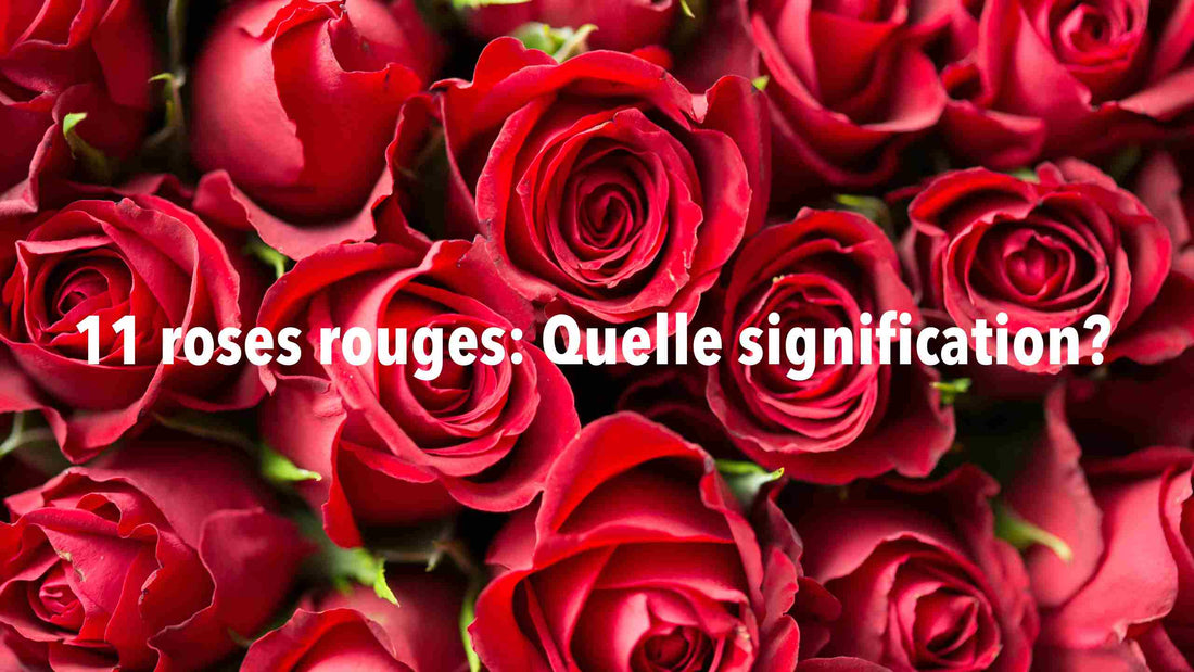 11 rose rouge signification