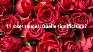 Signification des 11 roses rouges : symboles, amour et passion