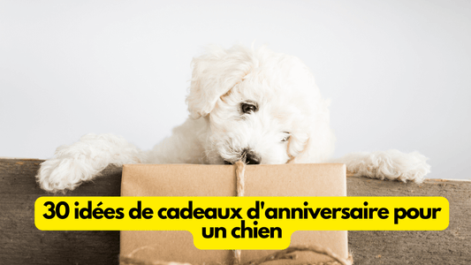 30 idées de cadeaux d'anniversaire pour un chien