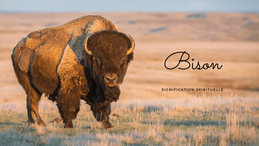 Bison signification spirituelle