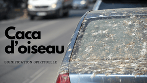 Caca d'oiseau: quelle signification spirituelle pour la fiente?