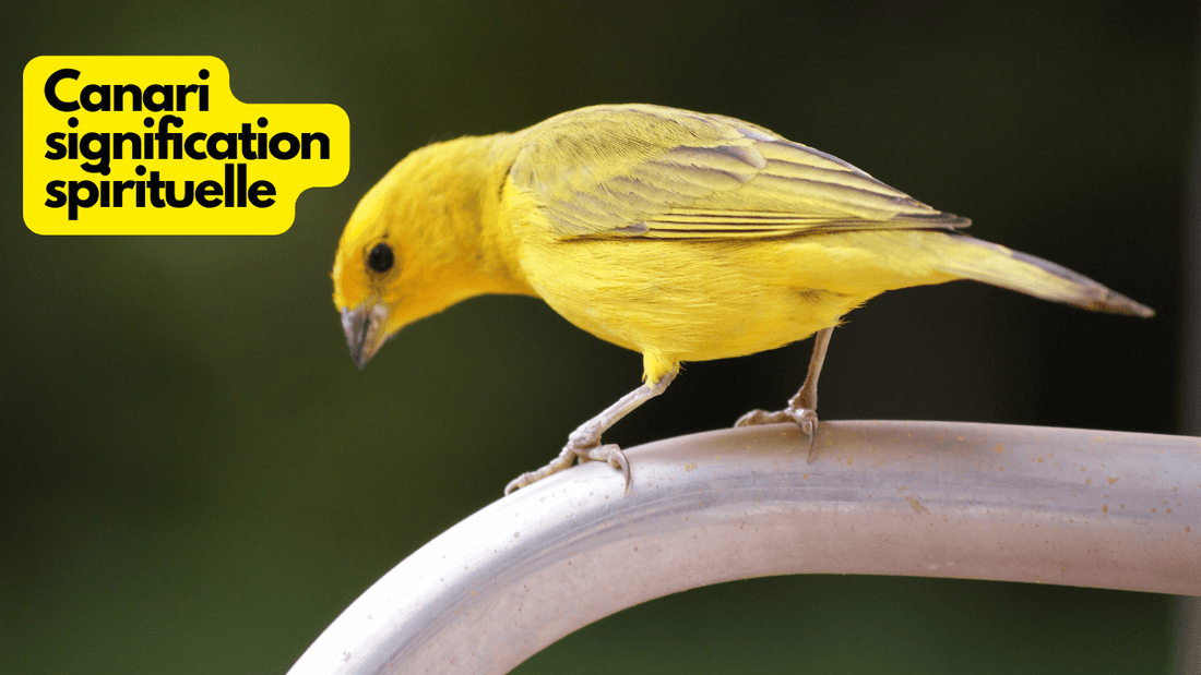 Canari signification spirituelle