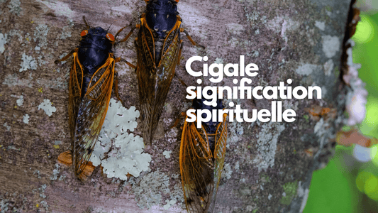 Cigale signification spirituelle