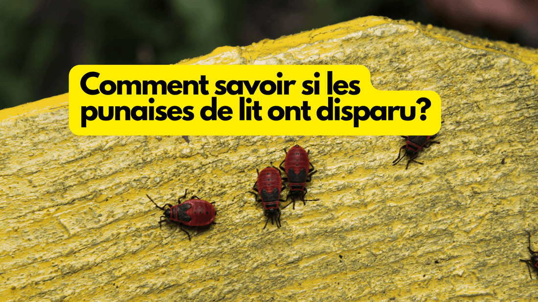 Comment savoir si les punaises de lit ont disparu?