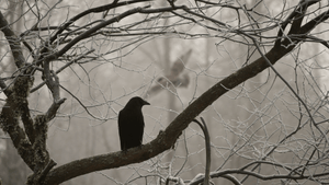 Quelle est la signification spirituelle du corbeau?