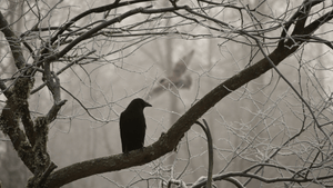 Voir un corbeau: quelle signification spirituelle?