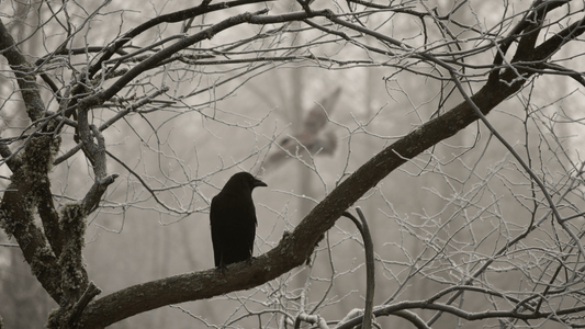 Corbeau signification spirituelle