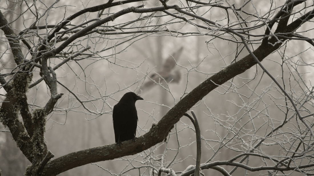 Corbeau signification spirituelle