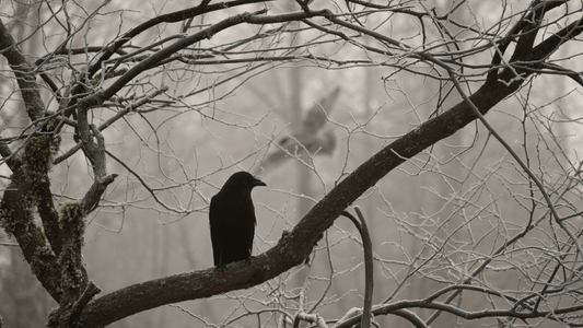 Corbeau signification spirituelle