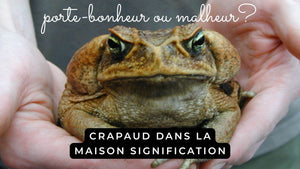 Crapaud dans la maison signification