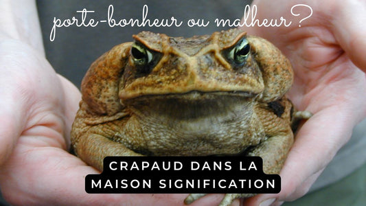 Crapaud dans la maison signification malheur ou porte-bonheur