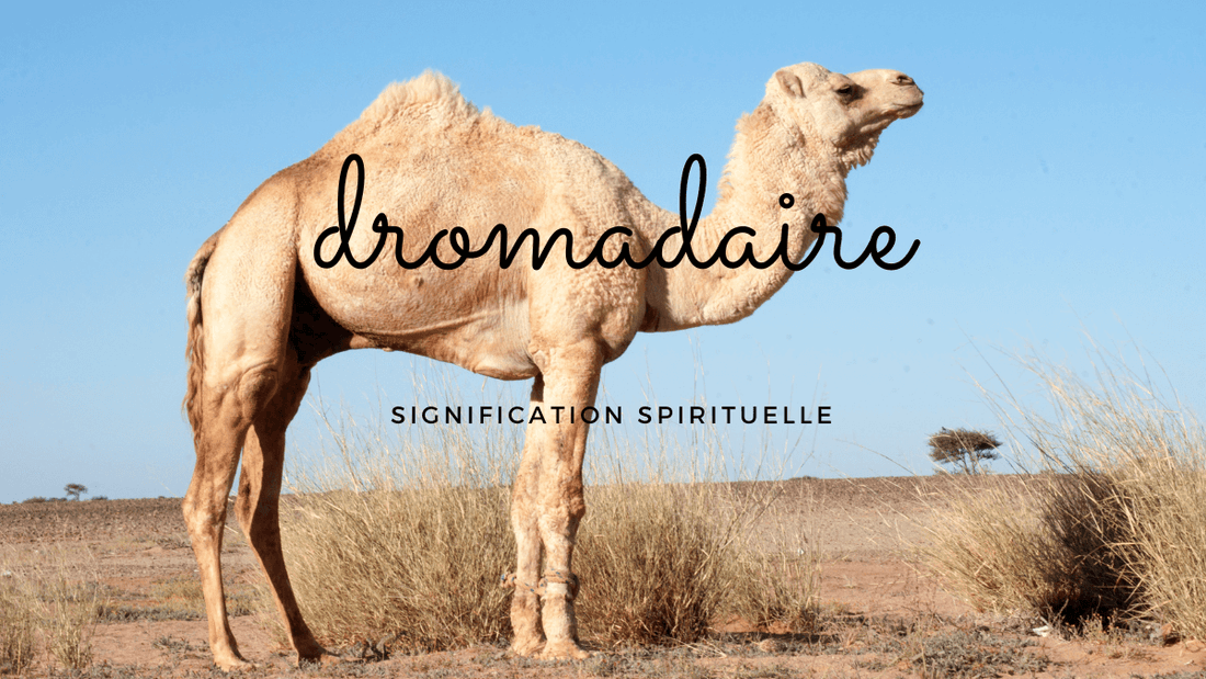 Dromadaire signification spirituelle