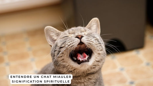 Entendre un chat miauler signification spirituelle
