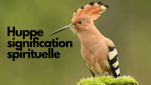 Huppe fasciée : quelle signification spirituelle quand on la voit ?