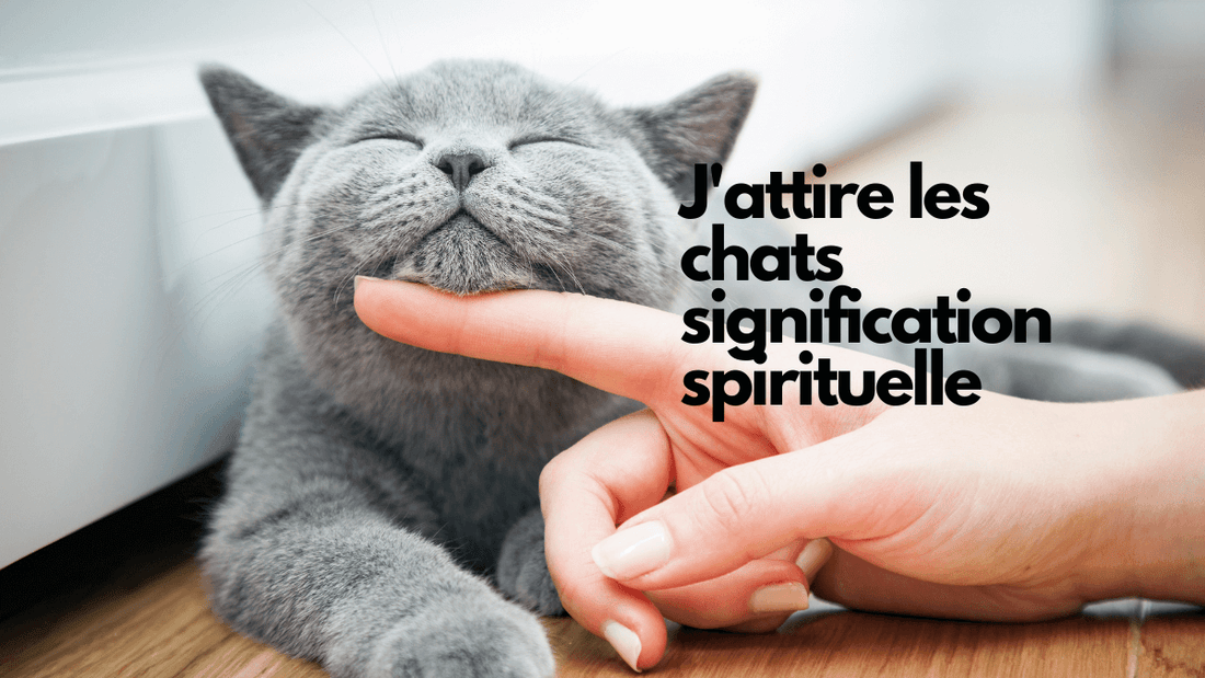 J'attire les chats signification spirituelle