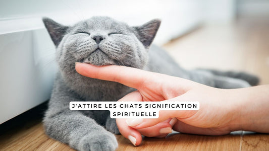 J'attire les chats signification spirituelle