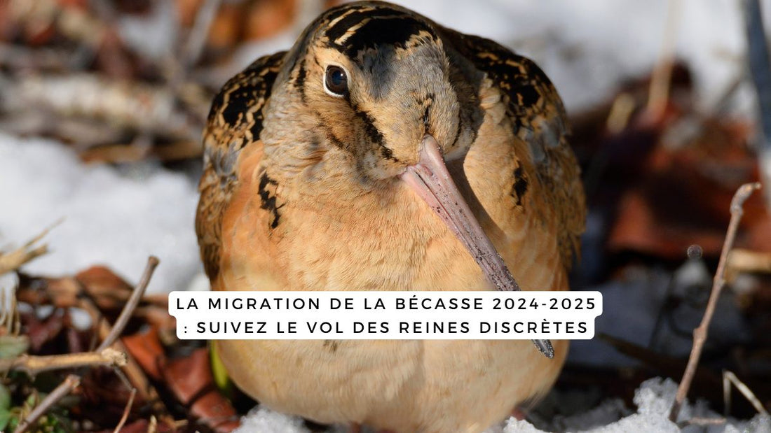 La migration de la bécasse 2024-2025 : suivez le vol des reines discrètes