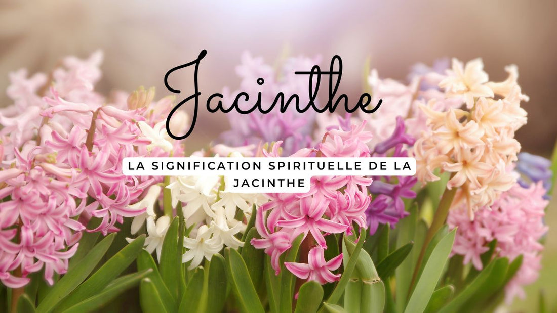 La signification spirituelle de la jacinthe