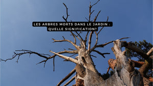Les arbres morts dans le jardin : quelle signification?