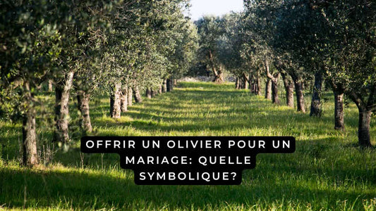 Offrir un olivier pour un mariage: quelle symbolique?