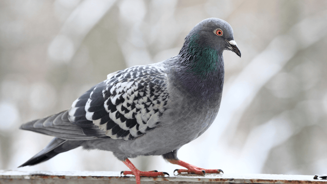 Pigeon signification spirituelle
