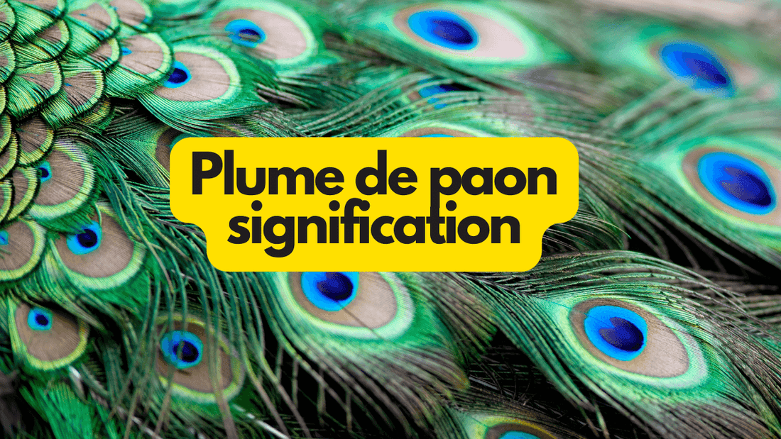 Plume de paon signification
