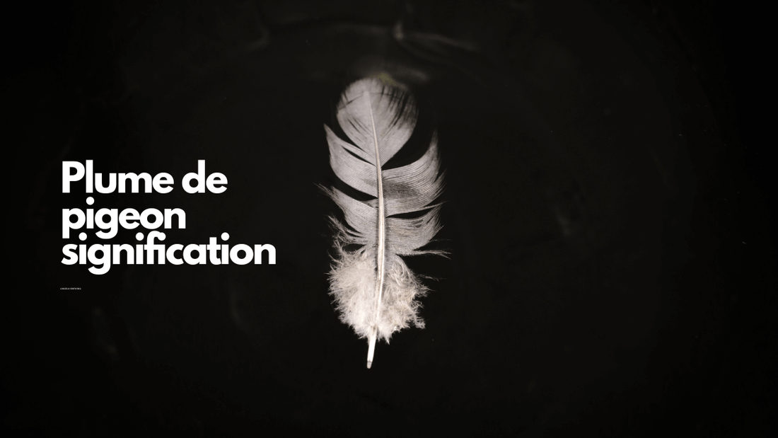 Plume de pigeon signification