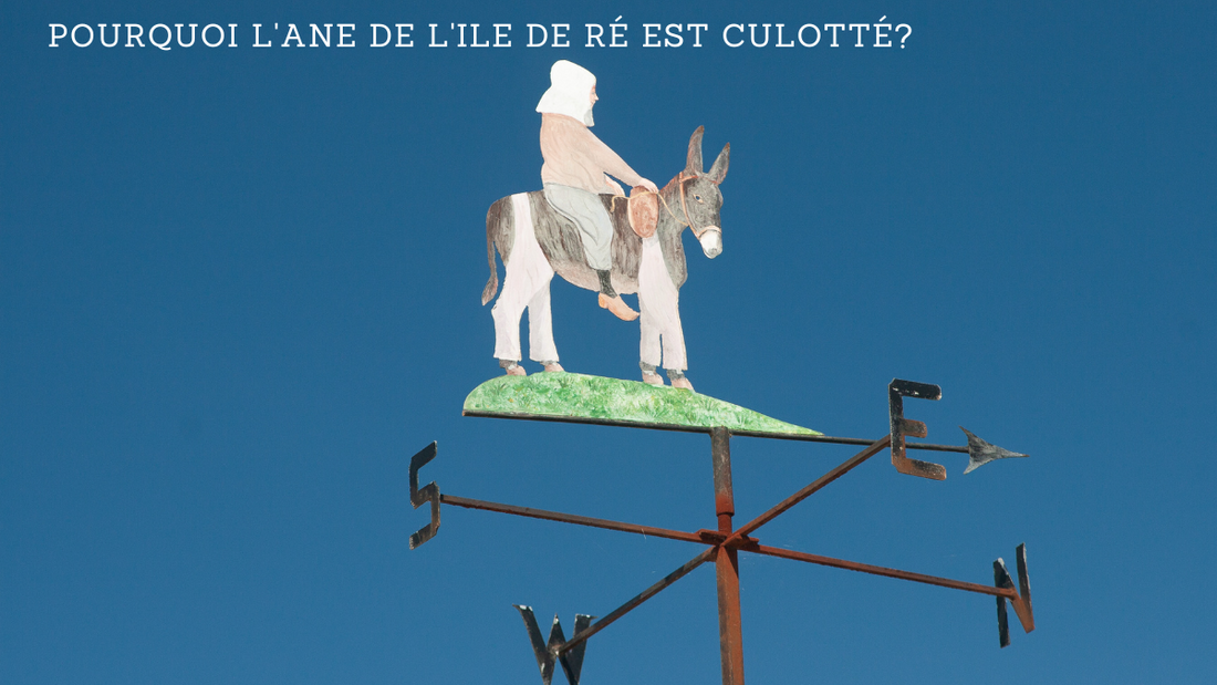 Pourquoi l'Ane de l'Ile de Ré est culotté?