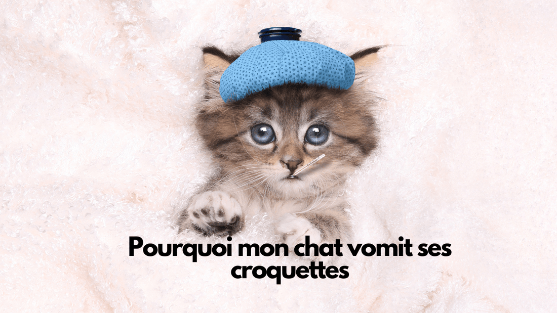 Pourquoi mon chat vomit ses croquettes?