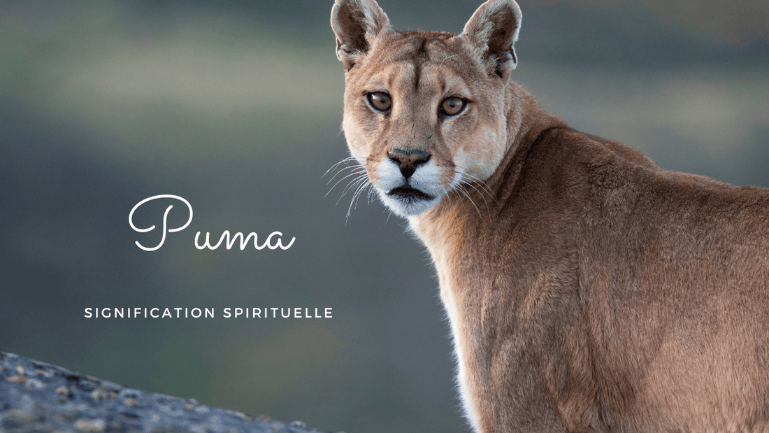 Puma signification spirituelle