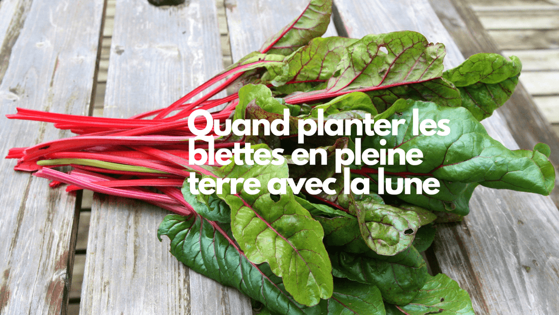 Quand planter les blettes en pleine terre avec la lune?